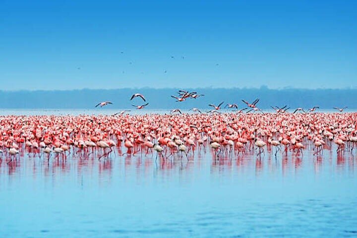 One Day Tour to Lake Nakuru from Nairobi 4WD
