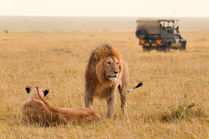 Nairobi National Park Half-Day Safari in a 4x4 Vehicle