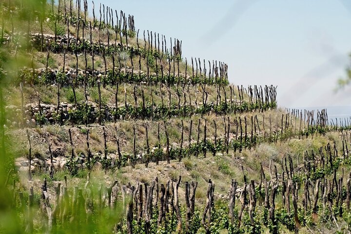 Uco Valley : Zuccardi Experience & Lunch at Salentein Winery.