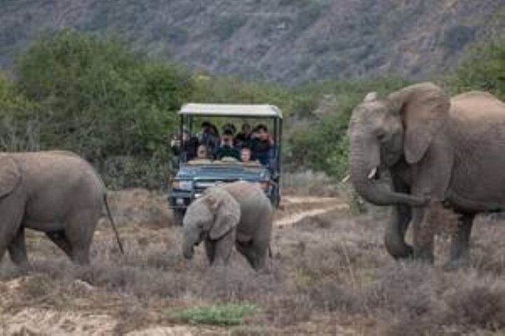 Amakhala Game Reserve Full Day Guided Big 5 Safari