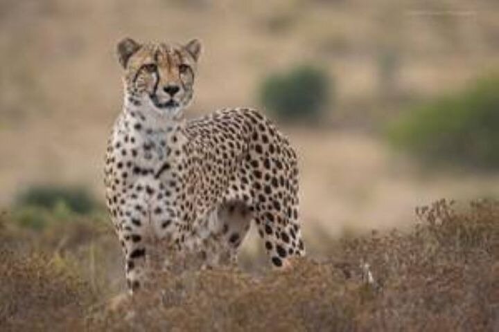 Amakhala Game Reserve Full Day Guided Big 5 Safari