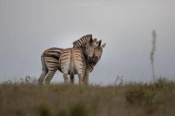 Amakhala Game Reserve Full Day Guided Big 5 Safari