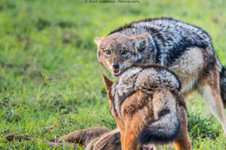 Amakhala Game Reserve Full Day Guided Big 5 Safari