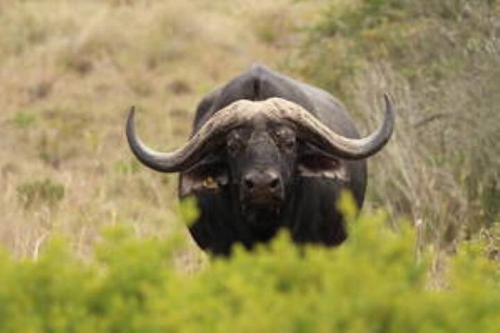 Amakhala Game Reserve Full Day Guided Big 5 Safari