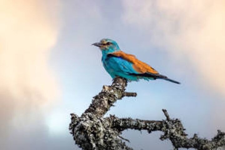 Amakhala Game Reserve Full Day Guided Big 5 Safari
