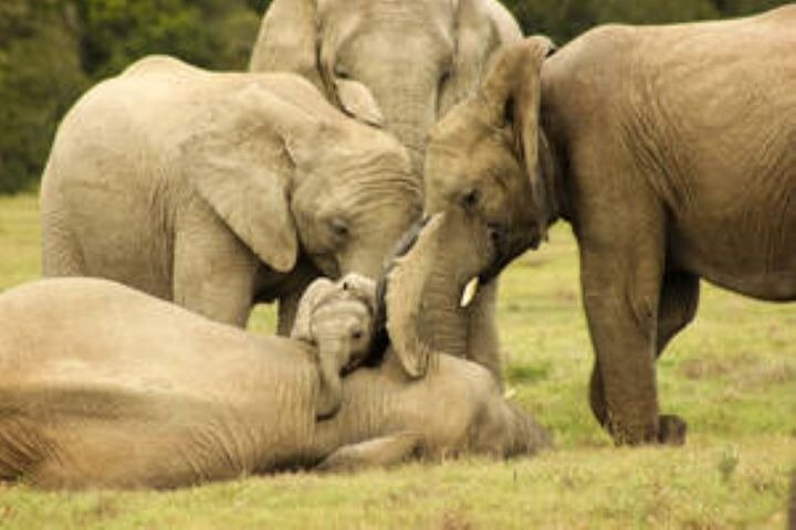 Amakhala Game Reserve Half Day Big 5 Safari Adventure