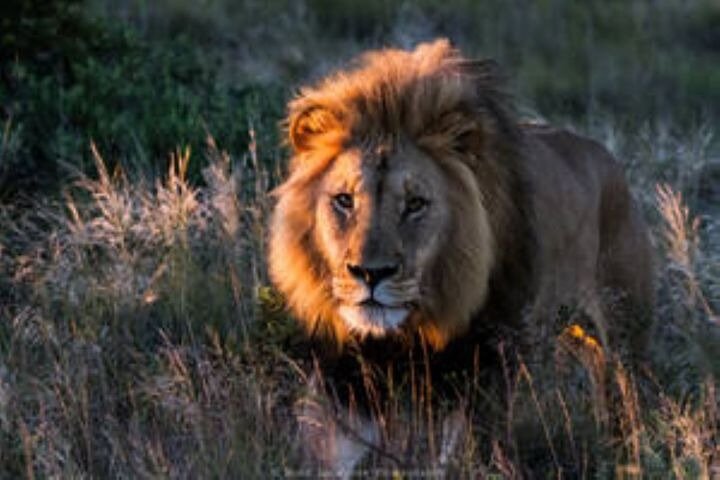 Amakhala Game Reserve Half Day Big 5 Safari Adventure