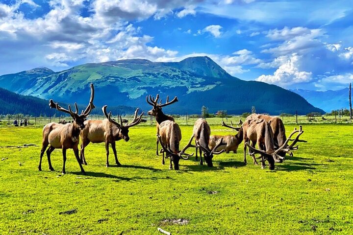 Whittier to Anchorage Wildlife Extravaganza