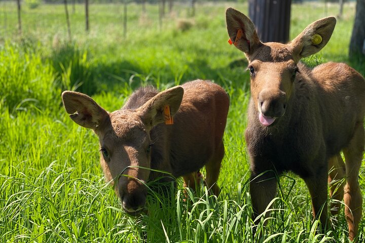 Whittier to Anchorage Wildlife Extravaganza