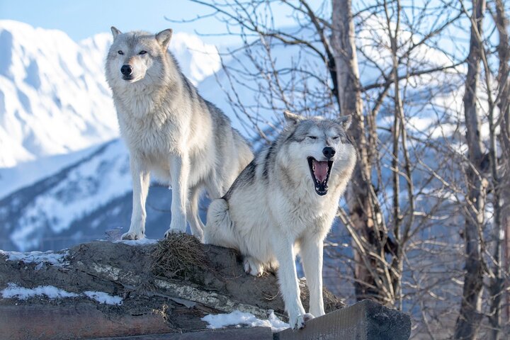 Whittier to Anchorage Wildlife Extravaganza