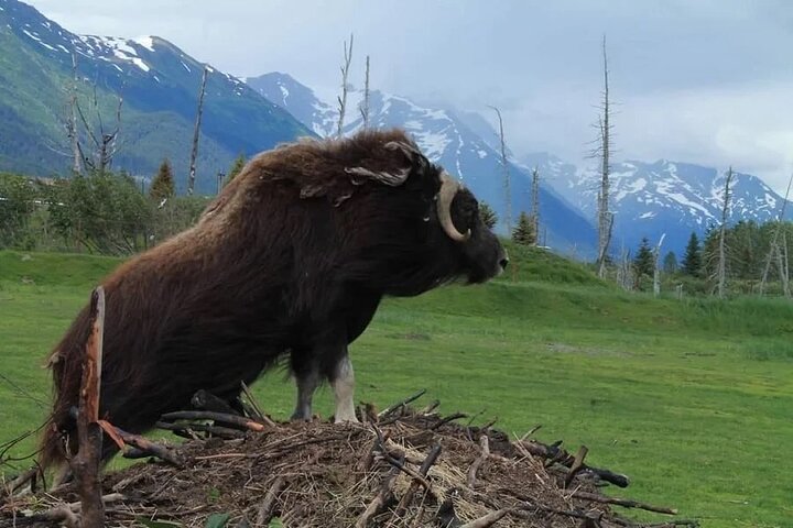 Whittier to Anchorage Wildlife Extravaganza