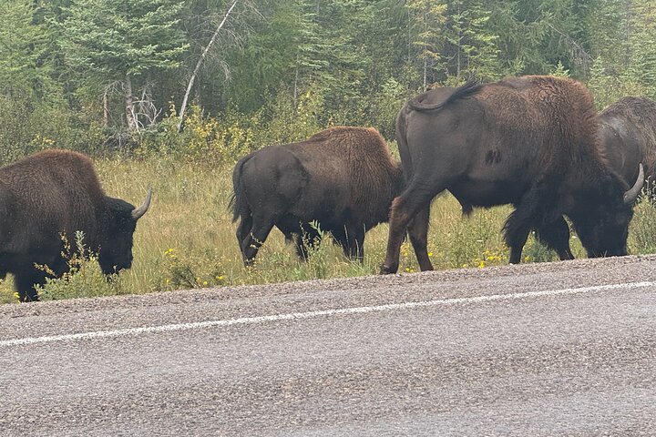 Bison and North Arm Scenic Highway Bus Tour