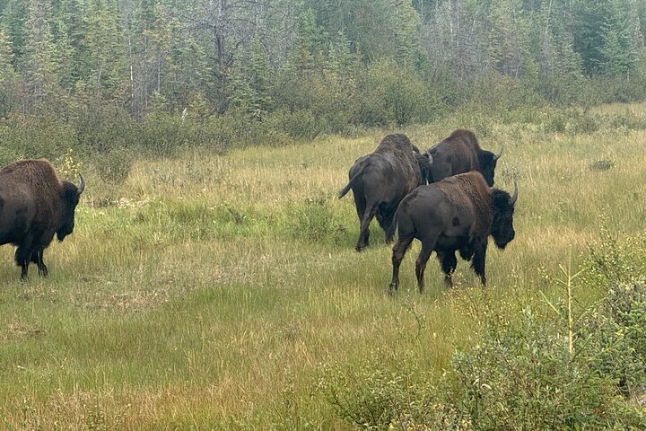 Bison and North Arm Scenic Highway Bus Tour