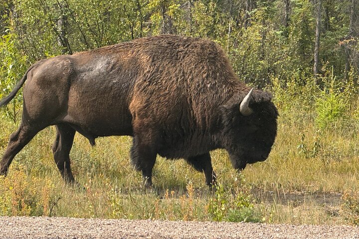 Bison and North Arm Scenic Highway Bus Tour