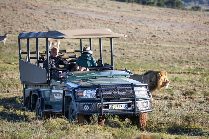 Amakhala Game Reserve Half Day Big 5 Safari Adventure