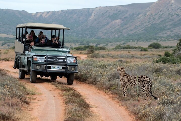 Amakhala Game Reserve Full Day Guided Big 5 Safari
