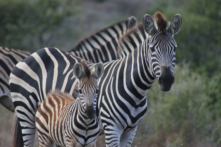 Amakhala Game Reserve Half Day Big 5 Safari Adventure