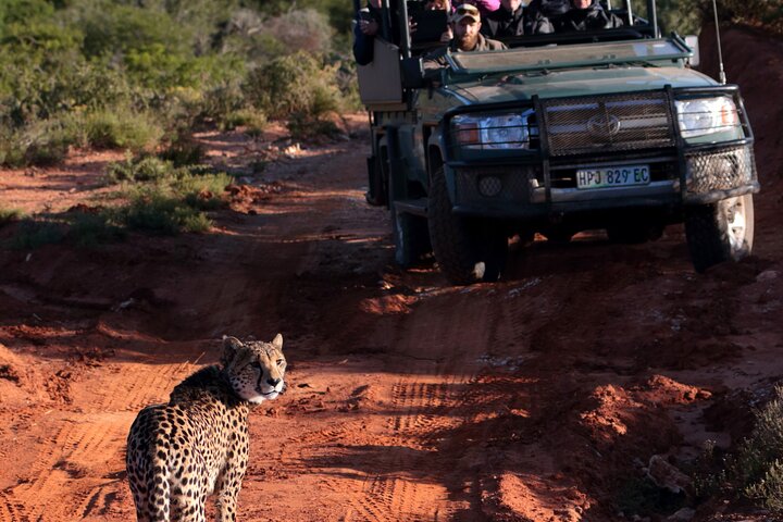Amakhala Game Reserve Half Day Big 5 Safari Adventure