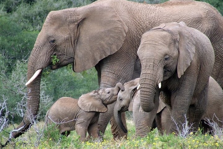 Amakhala Game Reserve Half Day Big 5 Safari Adventure