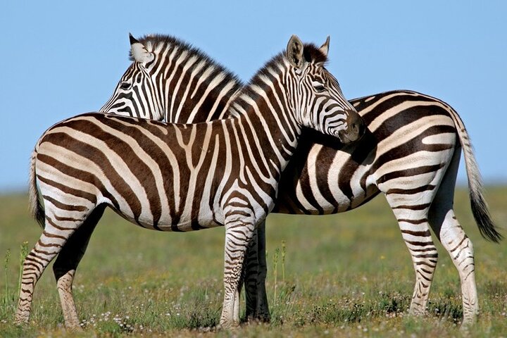 Amakhala Game Reserve Half Day Big 5 Safari Adventure