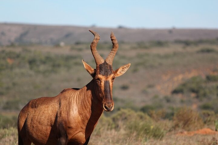 Amakhala Game Reserve Half Day Big 5 Safari Adventure