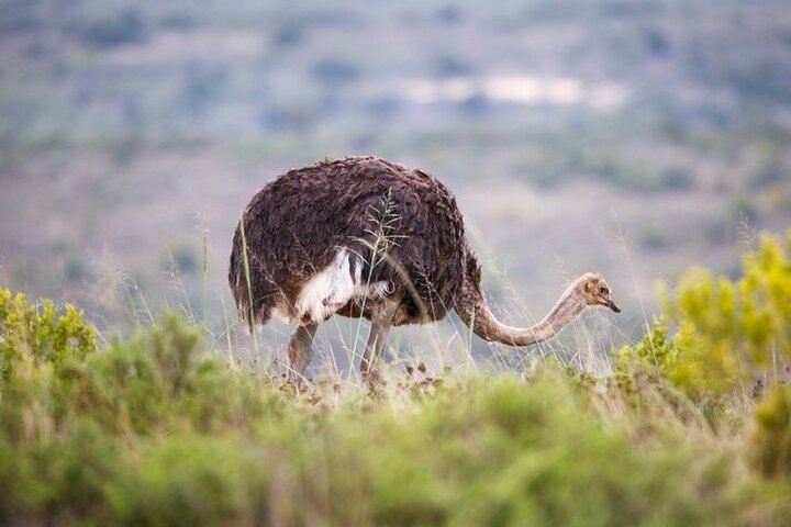 Amakhala Game Reserve Half Day Big 5 Safari Adventure
