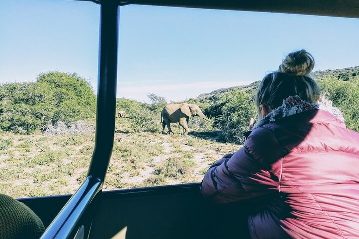 Amakhala Game Reserve Half Day Big 5 Safari Adventure