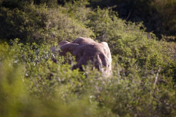 Amakhala Game Reserve Half Day Big 5 Safari Adventure