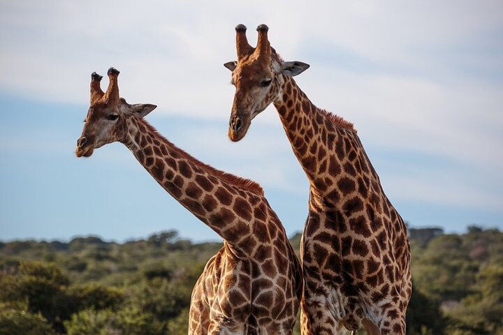 Amakhala Game Reserve Half Day Big 5 Safari Adventure