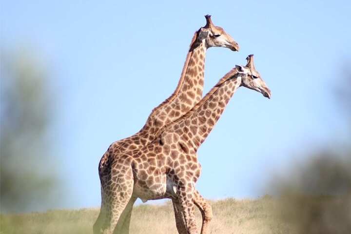 Amakhala Game Reserve Full Day Guided Big 5 Safari