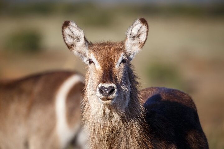 Amakhala Game Reserve Full Day Guided Big 5 Safari