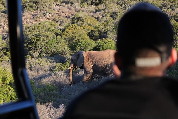 Amakhala Game Reserve Full Day Guided Big 5 Safari