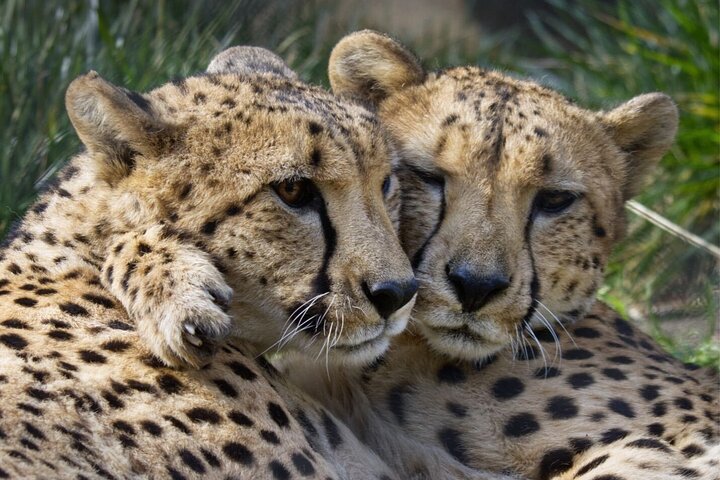 Sacramento Zoo General Admission Ticket