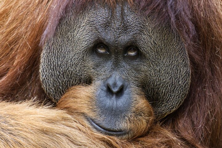 Sacramento Zoo General Admission Ticket