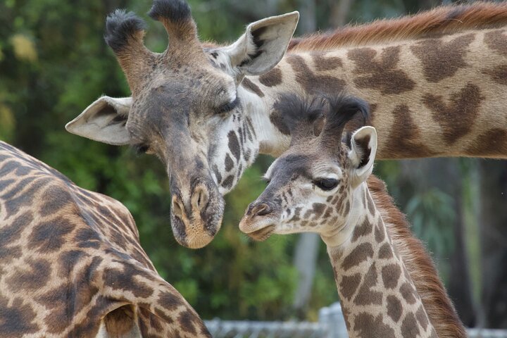 Sacramento Zoo General Admission Ticket