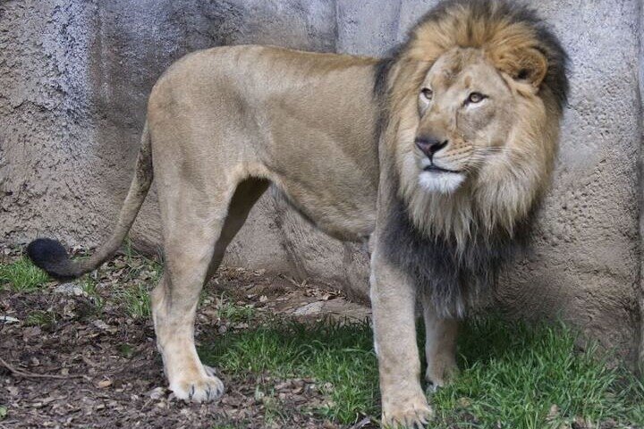 Sacramento Zoo General Admission Ticket