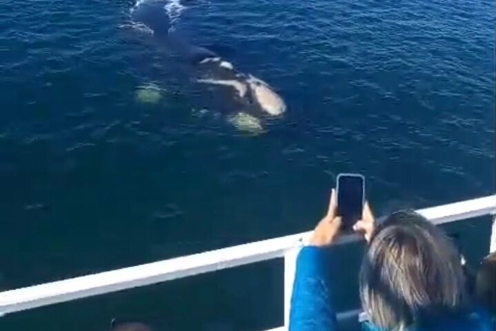 Cape Town Whale Watching Activity in Hermanus