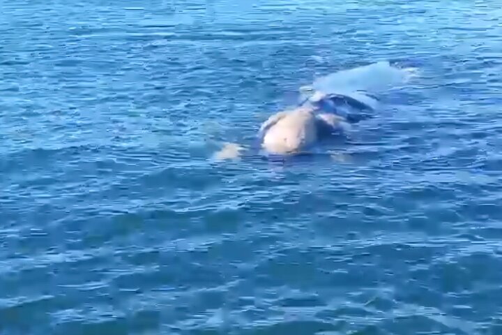 Cape Town Whale Watching Activity in Hermanus