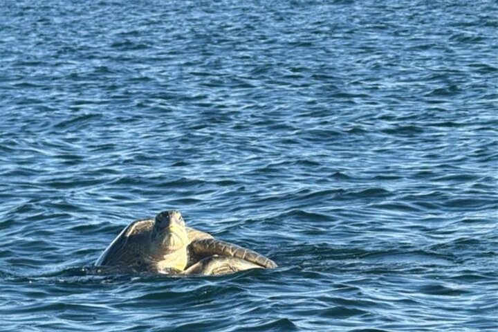 Snorkeling! & Cahuita national park Small Group Tour