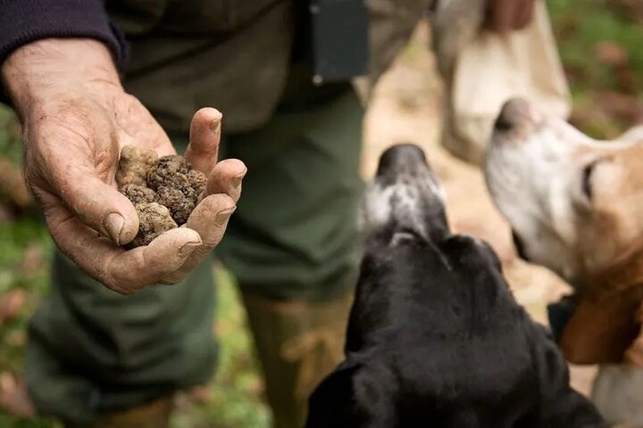 Truffle hunting with tasting in the woods
