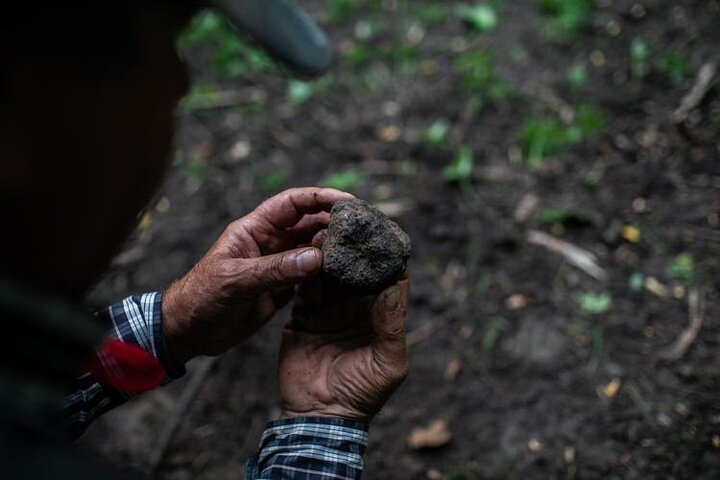 Truffle hunting with tasting in the woods