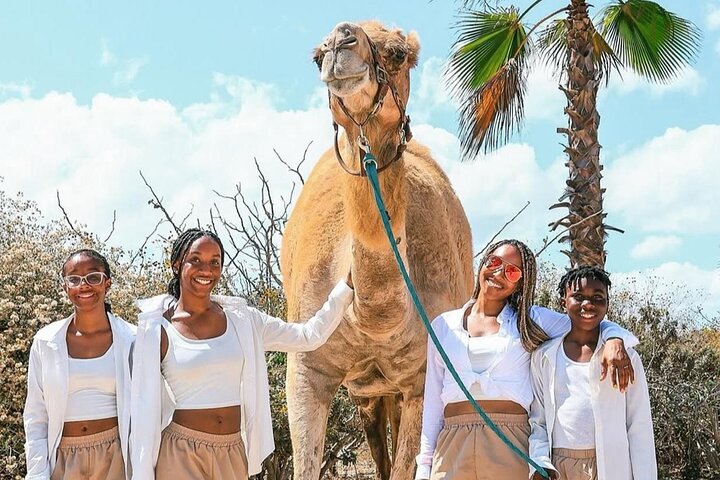 Camel Safari and Gastronomic Experience in Los Cabos