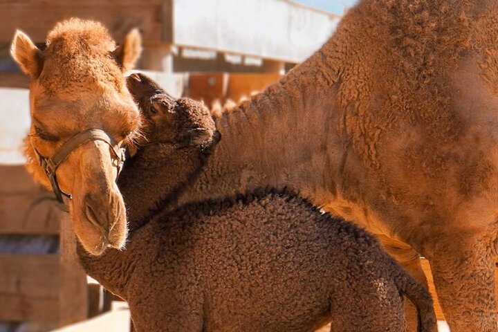 Camel Safari and Gastronomic Experience in Los Cabos