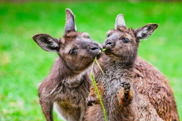 Blue Mountains Day Tour + Zoo & Scenic World Options, Morning Tea