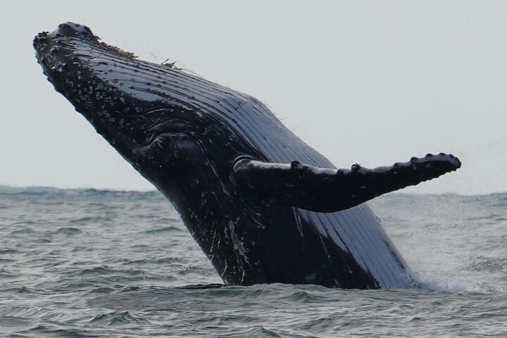 A UNIQUE Whalesongsnoosa Whale watching experience in noosa qld