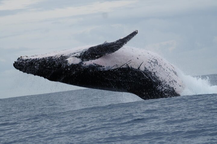 A UNIQUE Whalesongsnoosa Whale watching experience in noosa qld