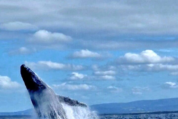 A UNIQUE Whalesongsnoosa Whale watching experience in noosa qld
