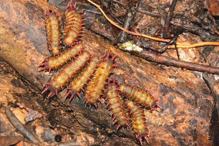 Tawau: 3D2N Maliau Basin The Lost World Expedition from Semporna