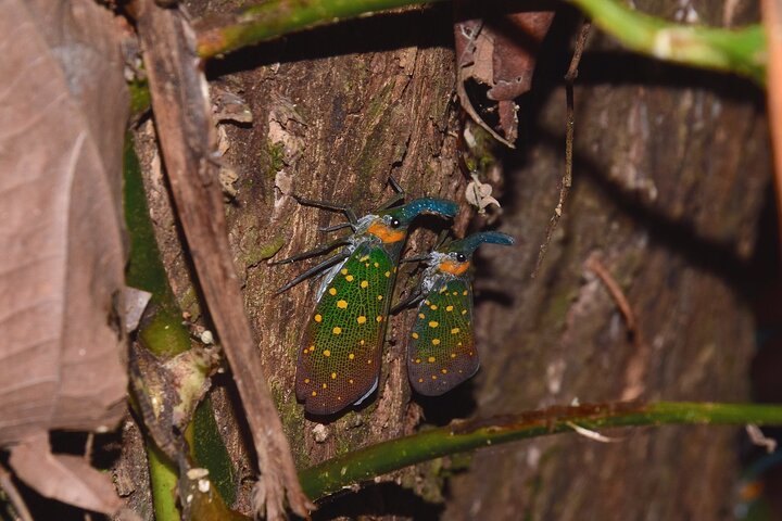 Tawau: 3D2N Maliau Basin The Lost World Expedition from Semporna