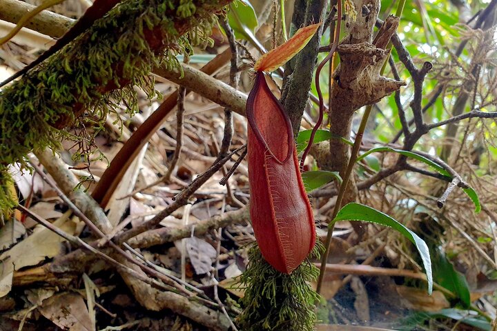 Tawau: 3D2N Maliau Basin The Lost World Expedition from Semporna